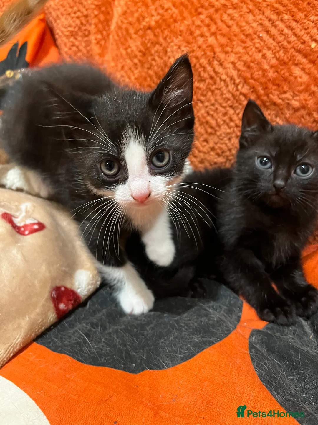 British Shorthair cats for sale: 3 adorable male kittens for sale - Advert 7