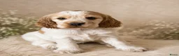 Cocker Spaniel dogs for sale: 🍋REAVAILABLE KC lemon roan show cocker - Advert 7