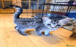 Mixed Breed cats for sale: Beautiful Kittens for sale  - Image 1