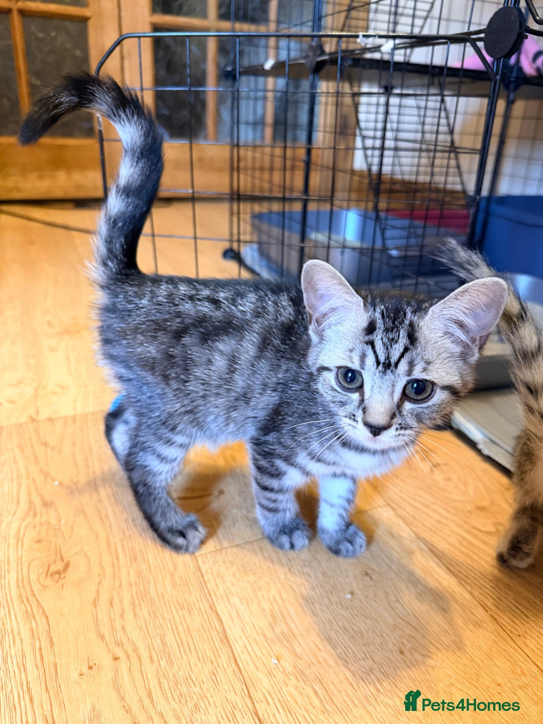 Mixed Breed cats for sale: Beautiful Kittens for sale  - Image 1