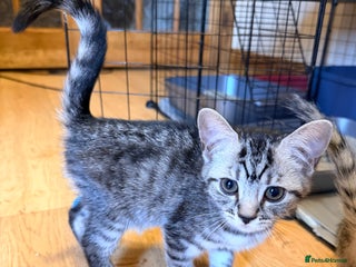 Mixed Breed cats - Advert 24