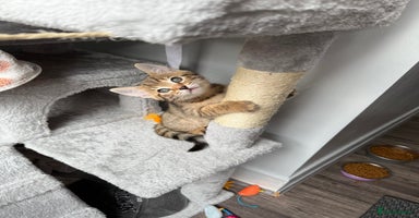 Bengal cats - Advert 15