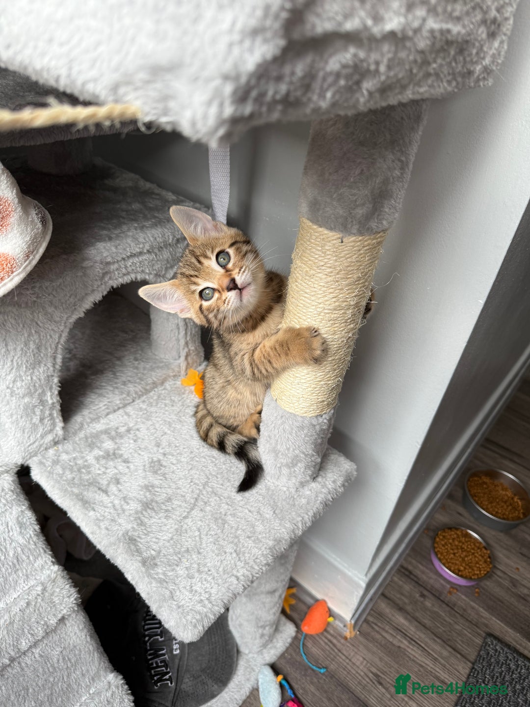 Bengal cats for sale: 2 bengal kittens left for sale to loving home - Image 13