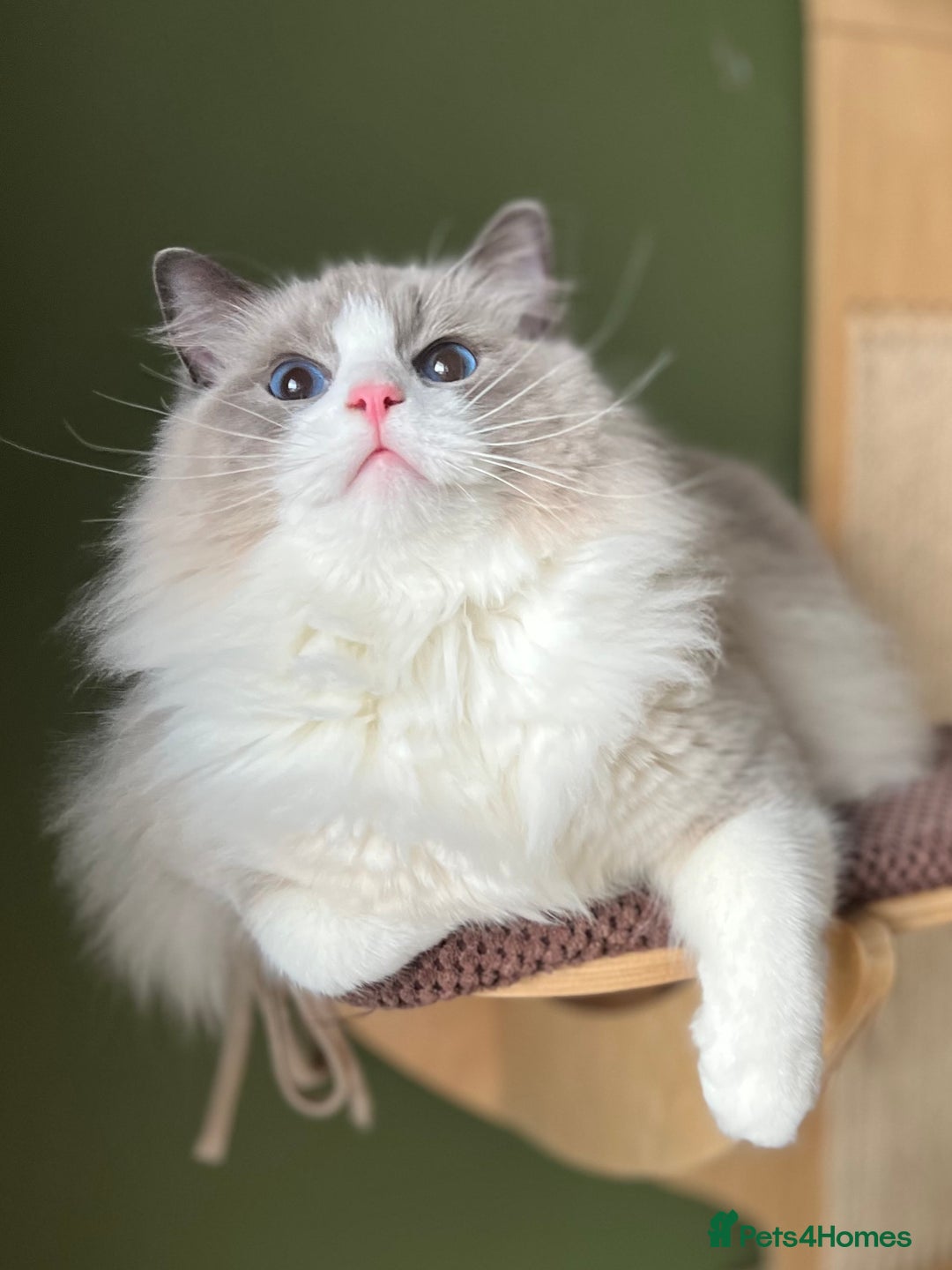 Ragdoll cats for sale: Amazing big ragdoll boy.  - Advert 8
