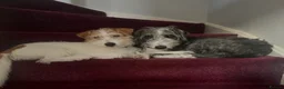 Mixed Breed dogs for sale: 5 adorable Beddy whippet x Jack Russell puppies in Stowmarket - Advert 16