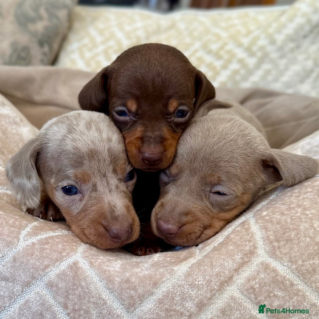 Miniature Dachshund dogs for sale: Miniature Dachshund Puppies LICENSED BREEDER - Image 6