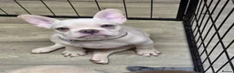 French Bulldog dogs for sale: Reduced French bulldog puppies - Advert 4