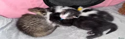 Domestic Shorthair cats for sale: Stunning little tabby/white girl kitten. - Advert 5