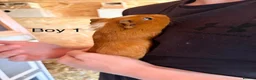Guinea Pig rodents for sale: 10 week old baby Guinea pigs boys and girls  - Advert 10