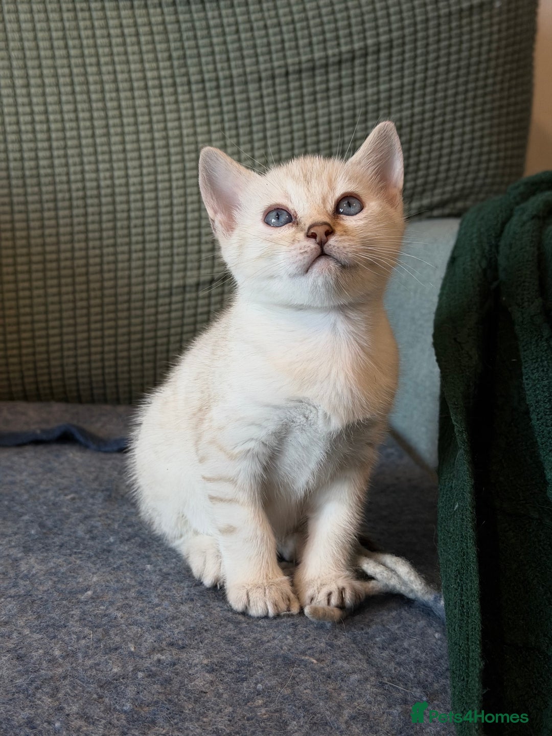 Bengal cats for sale: Bengal kitten. ONLY 2 left - Advert 16