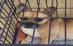 Mixed Breed dogs for sale: Rudy  - Image 4