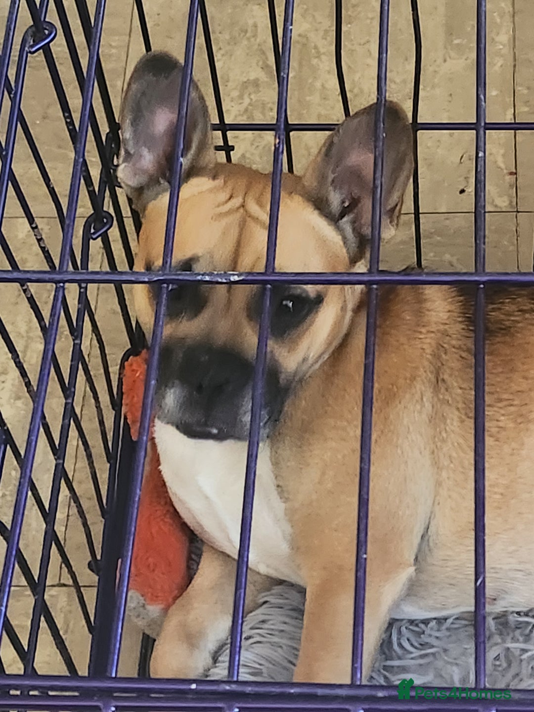 Mixed Breed dogs for sale: Rudy  - Image 4