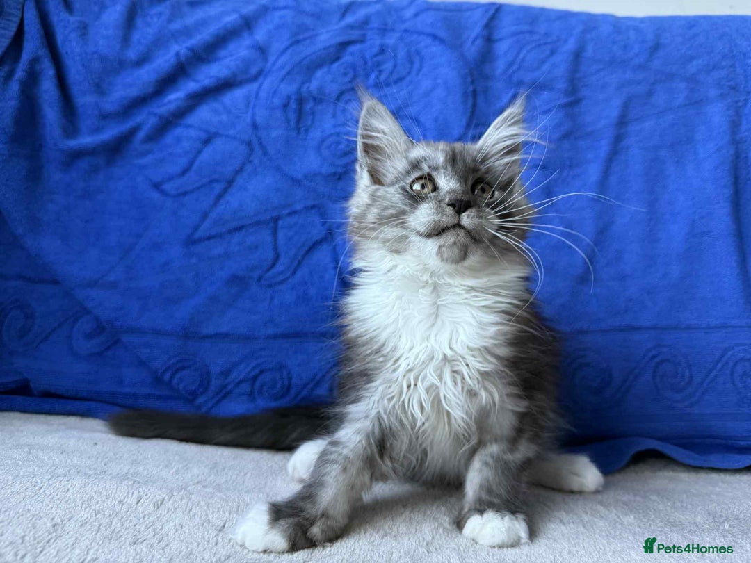 Maine Coon cats for sale: Maine coon girl - Advert 11