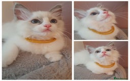 Ragdoll cats for sale: ACTIVE GCCF CHAMPION RAGDOLL EXTENSIVELY HEALTH TE - Image 1