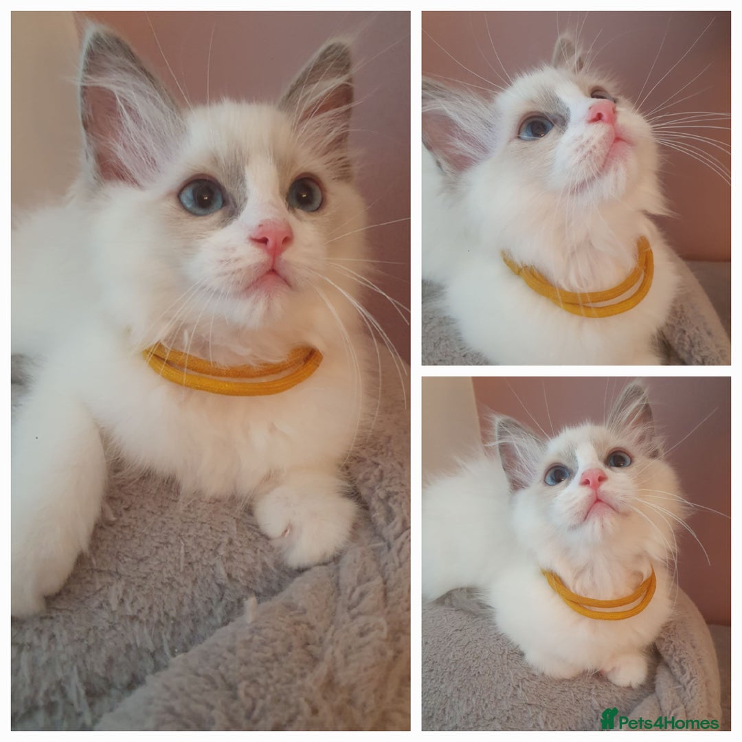 Ragdoll cats for sale: ACTIVE GCCF CHAMPION RAGDOLL EXTENSIVELY HEALTH TE - Image 1
