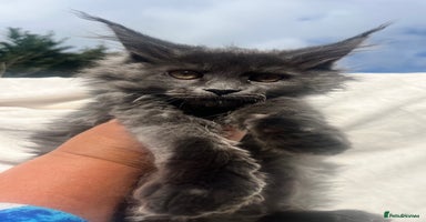 Maine Coon cats - Advert 5