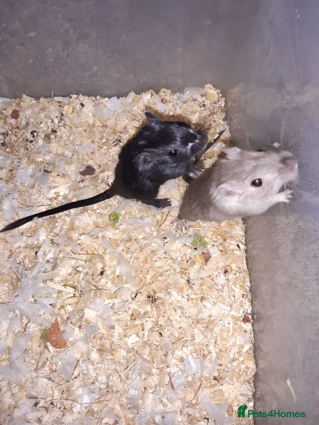 Gerbil rodents for sale: Super friendly gerbils from hobby breeder  - Advert 25