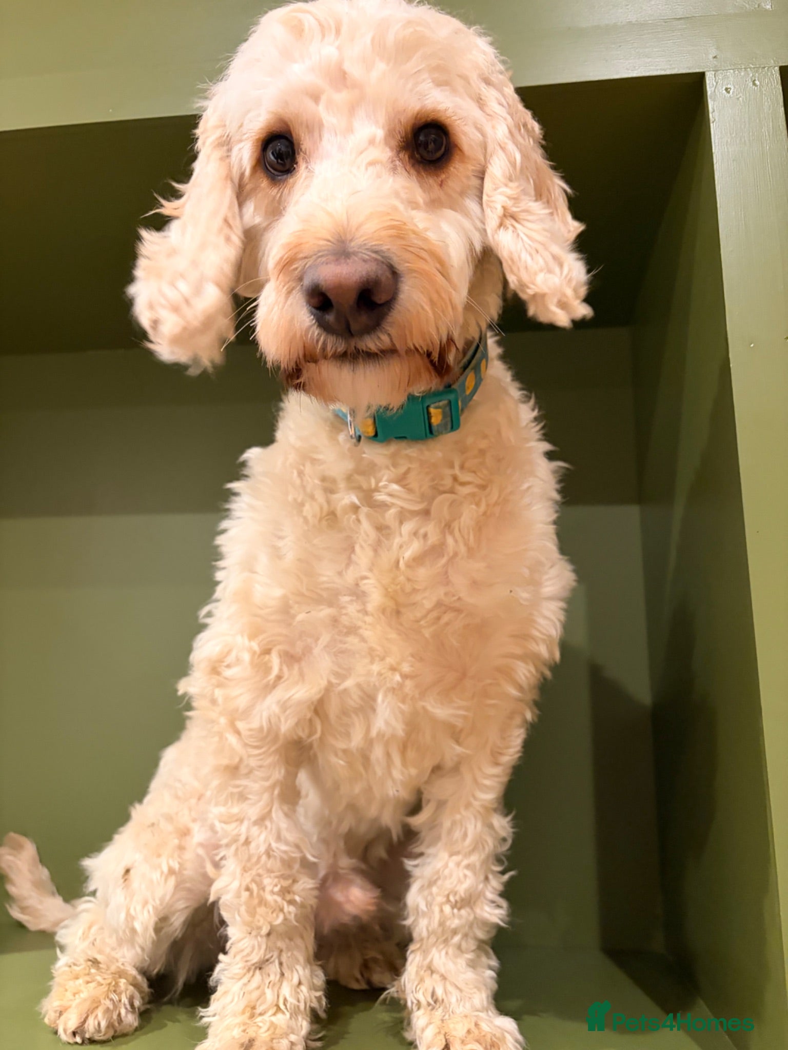 Cockapoo dogs Male Cockapoo dog looking for his forever home - Advert 1