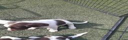 English Springer Spaniel dogs for sale: Kc registered English springer spaniel puppies - Advert 2