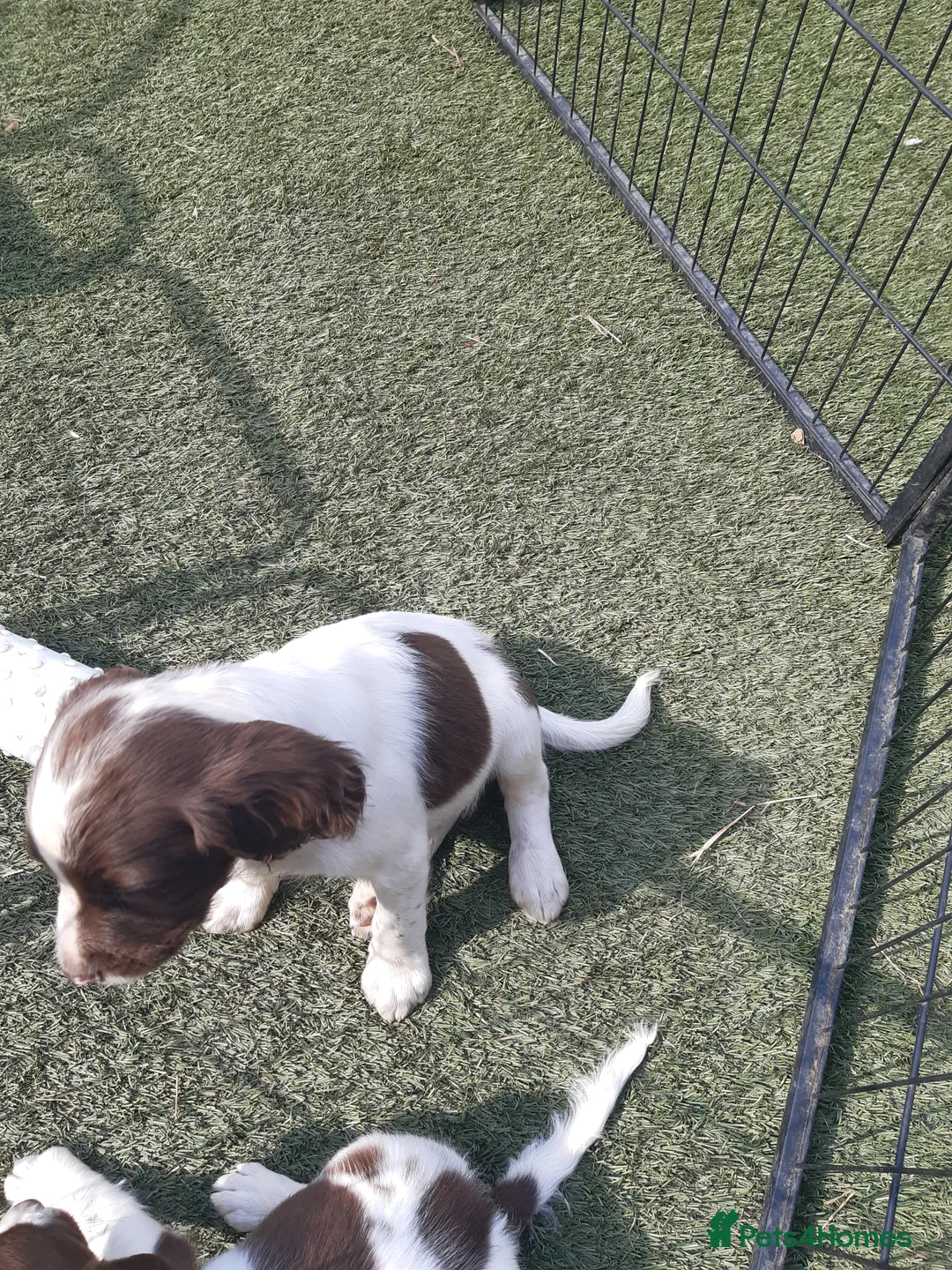 English Springer Spaniel dogs for sale: Kc registered English springer spaniel puppies - Advert 2