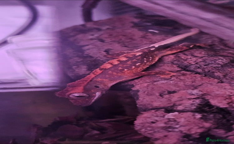 Gecko reptiles - Advert 4