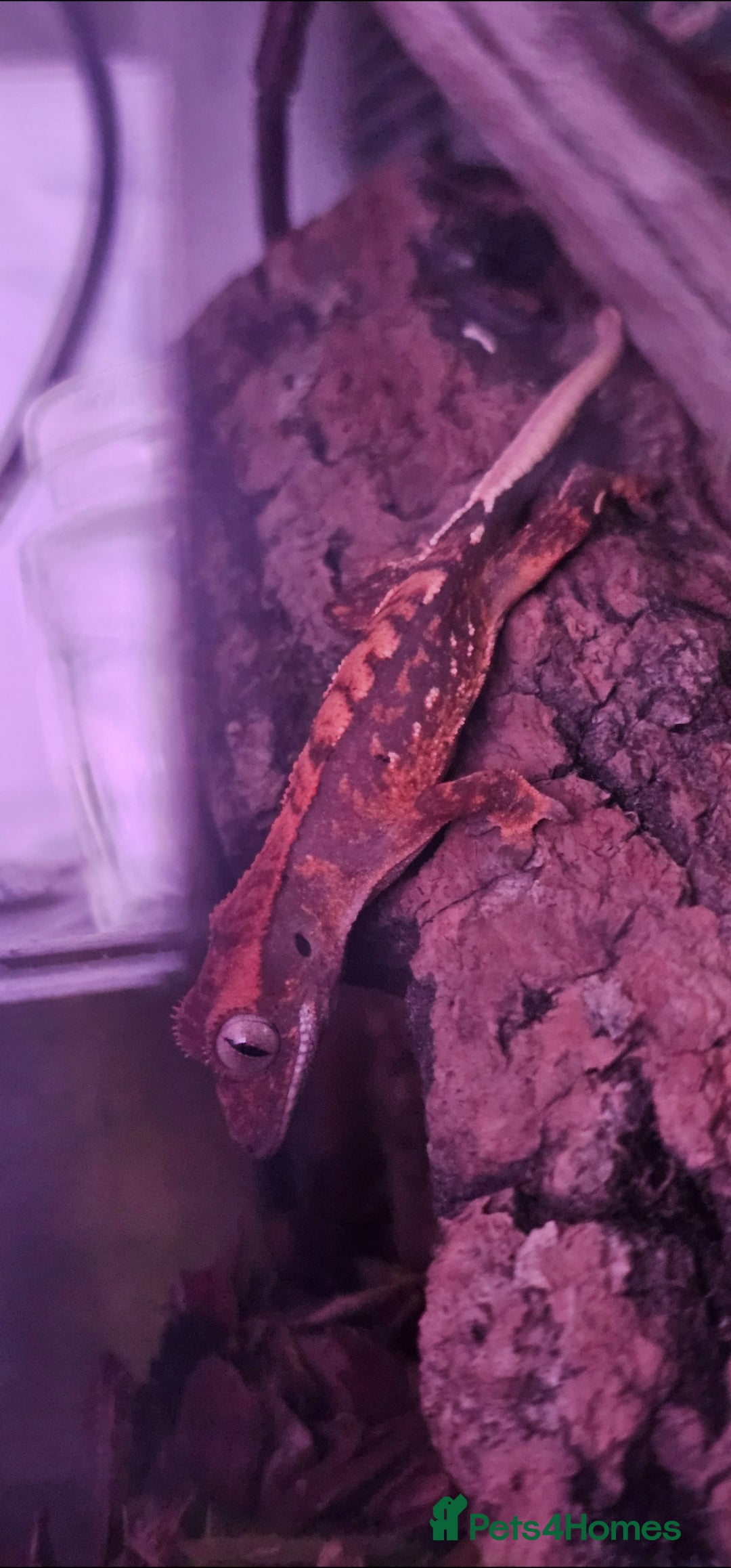 Gecko reptiles for sale: Baby geckos - Image 1