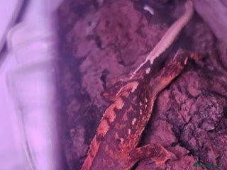 Gecko reptiles - Advert 20