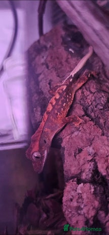 Gecko reptiles - Advert 14
