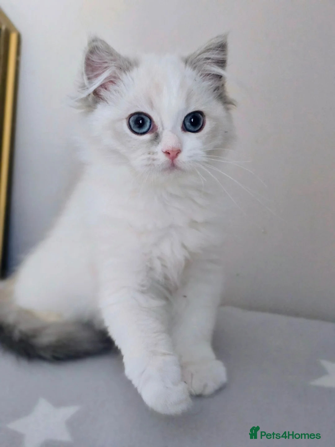 Ragdoll cats for sale: Beautiful Pedigree Ragdoll Kittens 💘 Ready Now - Advert 19