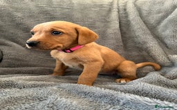 Labrador Retriever dogs for sale: READY NOW - KC Fox Red Labrador Puppies  - Image 6