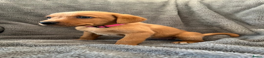 Labrador Retriever - Miss Pink