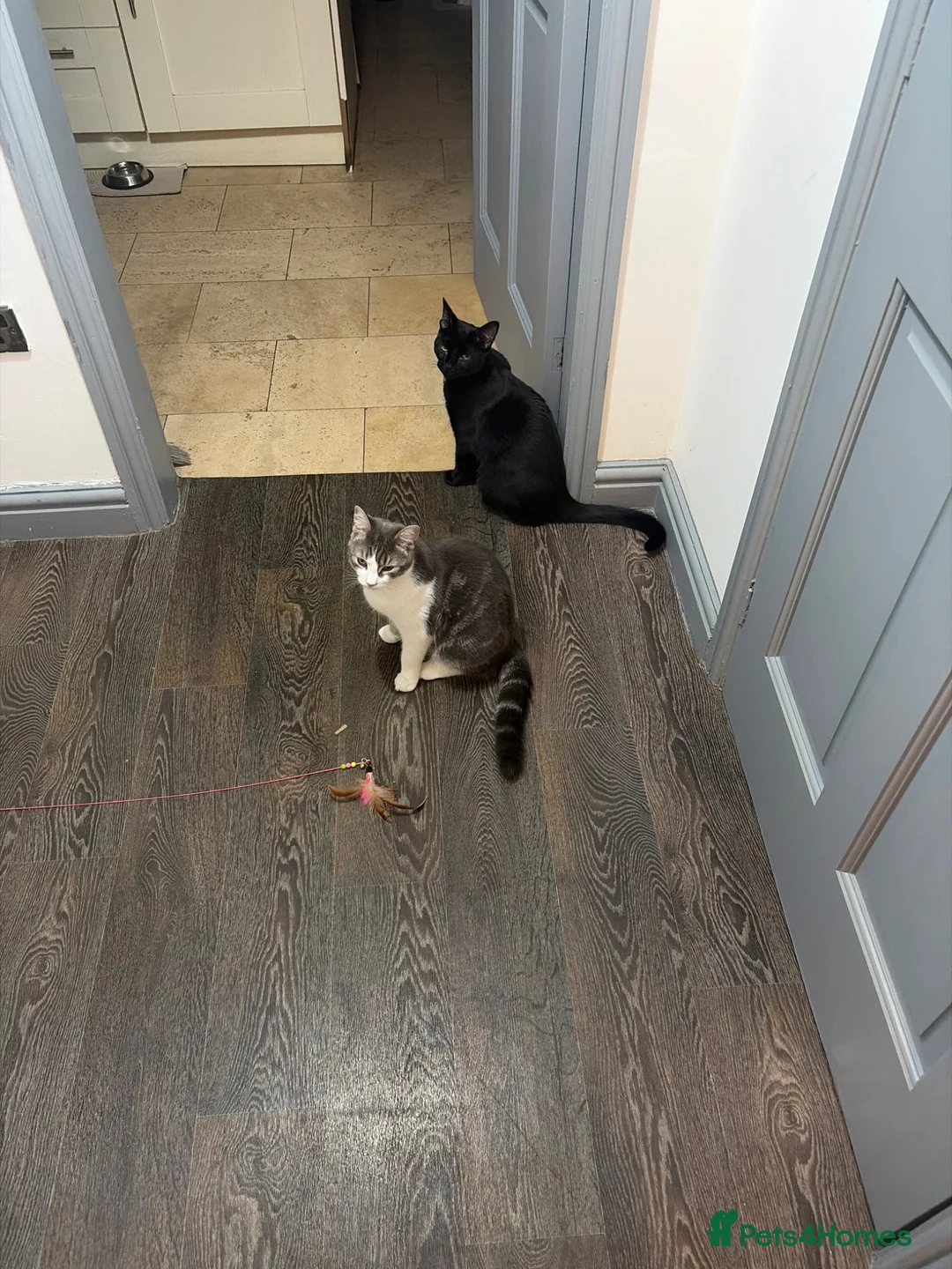 Domestic Shorthair cats for sale: Looking to re-home our bonded pair - Advert 2