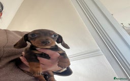 Dachshund dogs for sale: Dachshund puppies  - Image 12