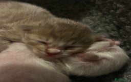 Ragdoll cats for sale: 🌟RAGDOLL KITTENS 🌟 - Image 10