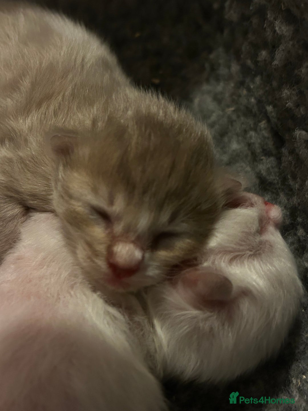 Ragdoll cats for sale: 🌟RAGDOLL KITTENS 🌟 - Image 10