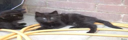 Mixed Breed cats for sale: Black kittens with brown stripes - Advert 4