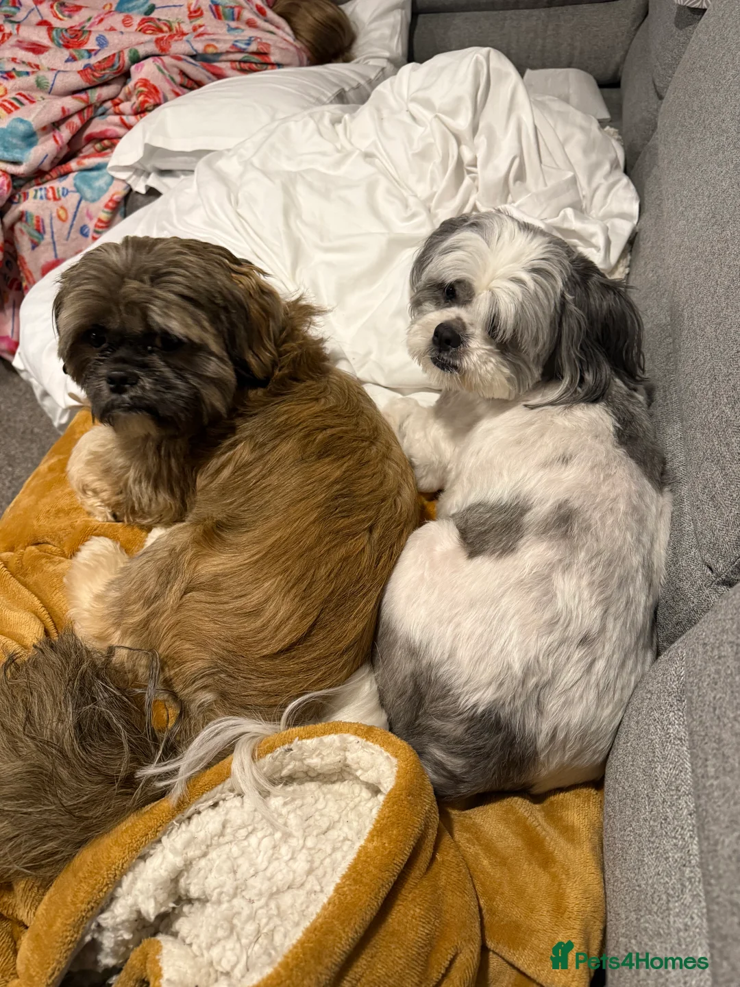 Shih Tzu dogs for sale: Shih Tzu puppies - Advert 9