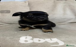 Chihuahua dogs for sale: 6 adorable chihuahuas - Image 5