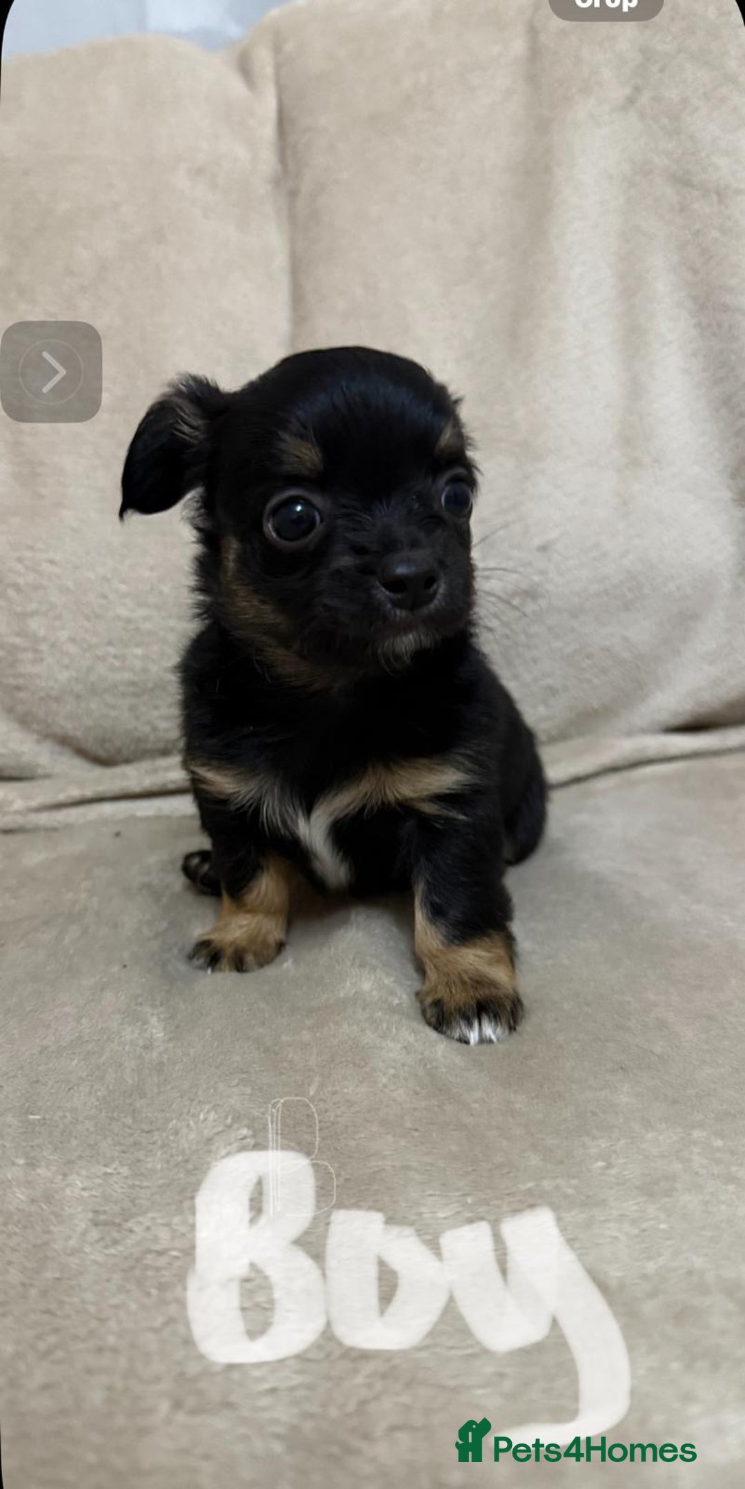 Chihuahua dogs for sale: 6 adorable chihuahuas - Image 5