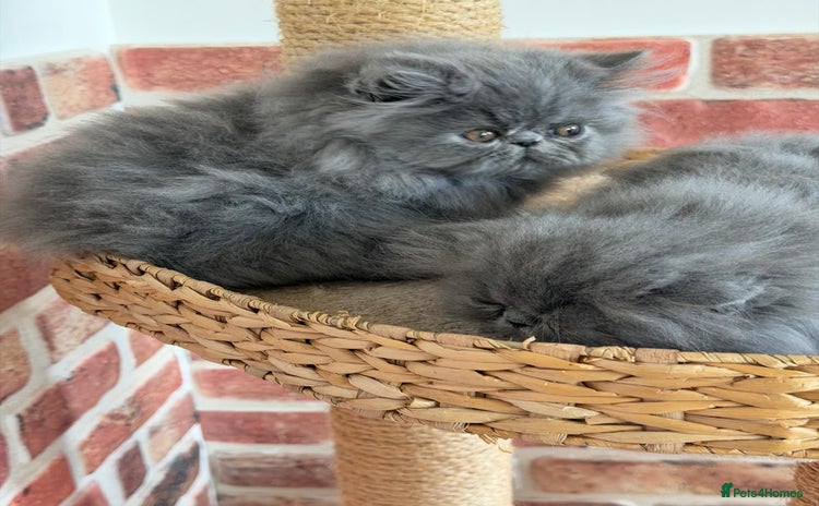 Persian cats - Advert 4