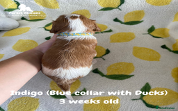 Cavalier King Charles Spaniel dogs for sale: Excessively tested Cavalier King Charles Spaniels - Image 6