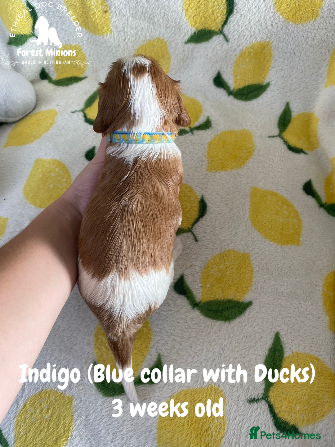 Cavalier King Charles Spaniel dogs for sale: Excessively tested Cavalier King Charles Spaniels - Image 6