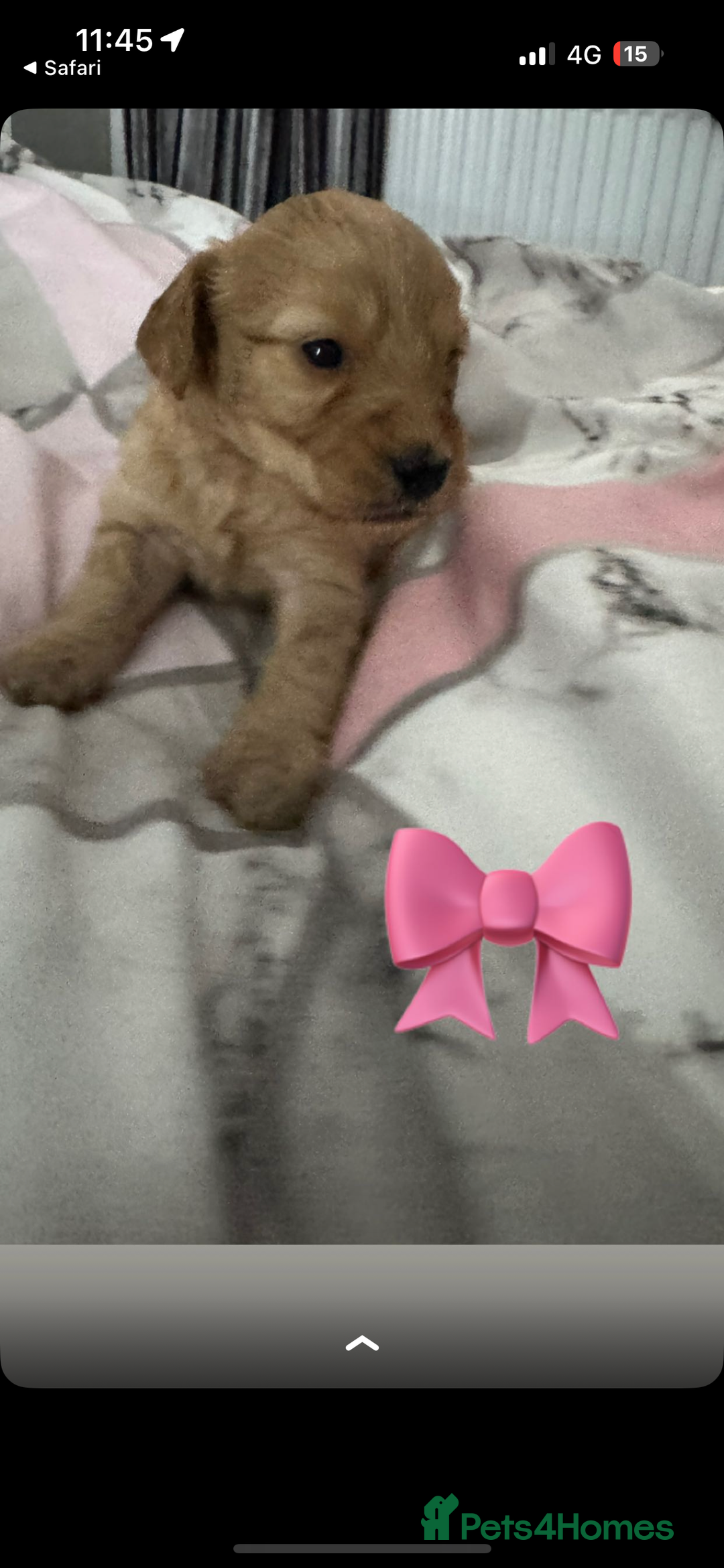 Cockapoo dogs for sale: 5 f1 cockerpoo puppies  - Image 13