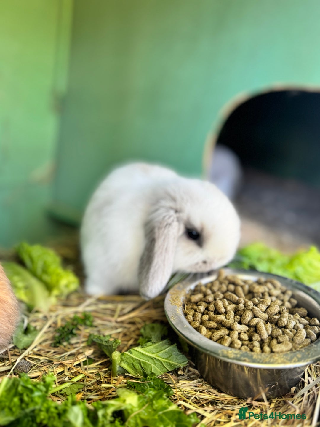 Mini Lop rabbits for sale: Mini lop - Advert 4