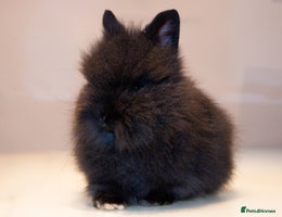 Lionhead rabbits - Advert 1