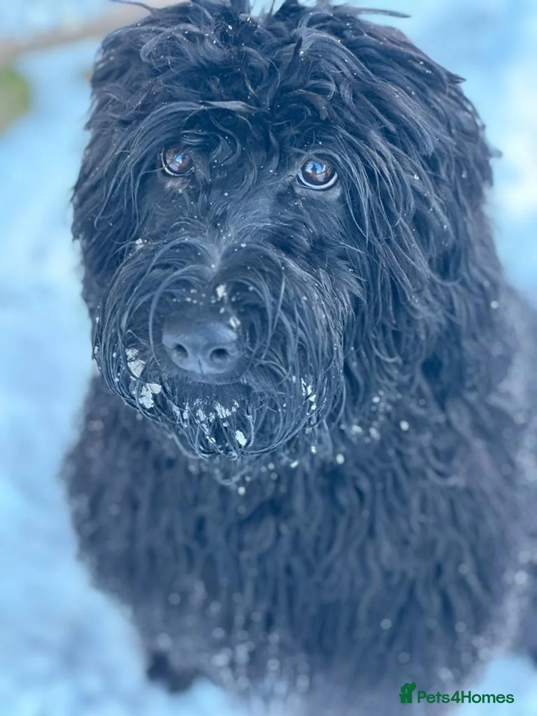 Australian Labradoodle dogs for sale: Puppies Ready Now - Advert 13