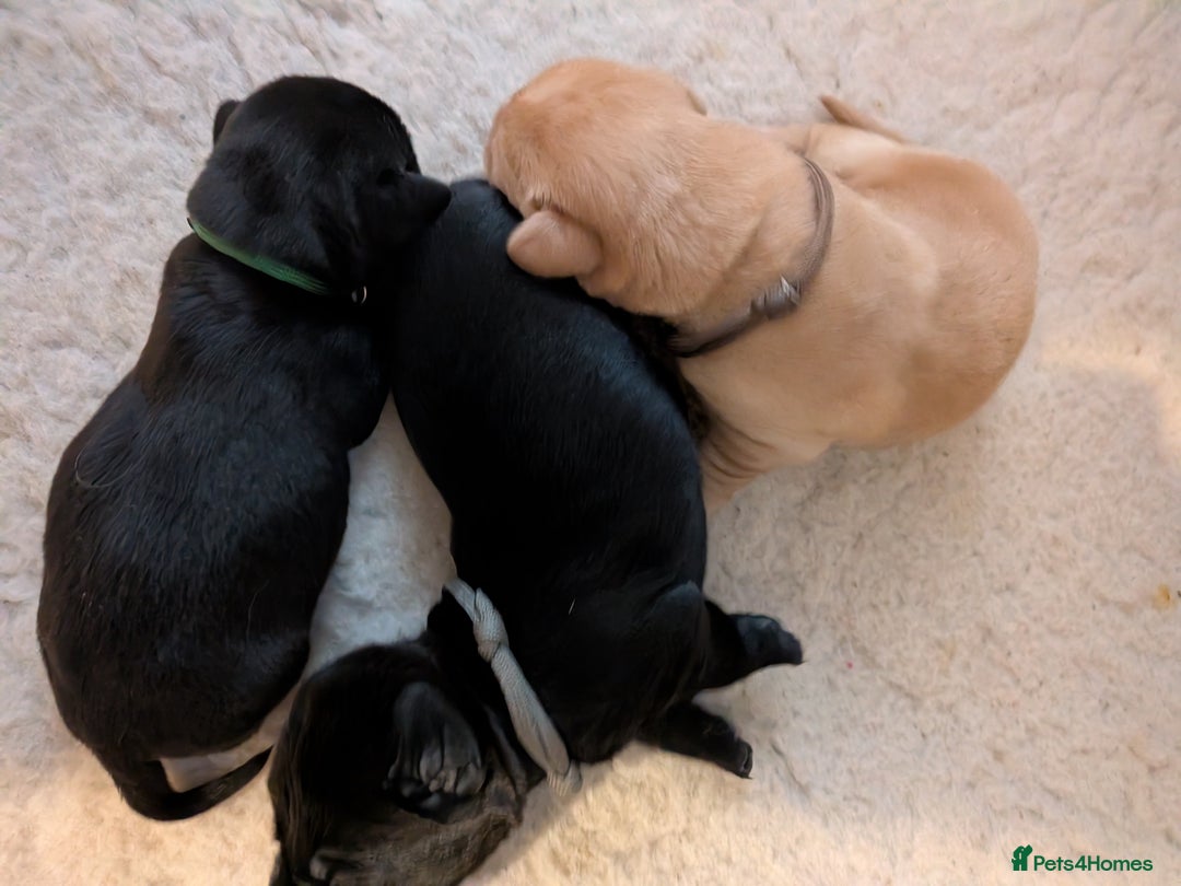 Labrador Retriever dogs for sale: KC Fox Red,Black,Yellow Labrador FTCH in lineage - Advert 10