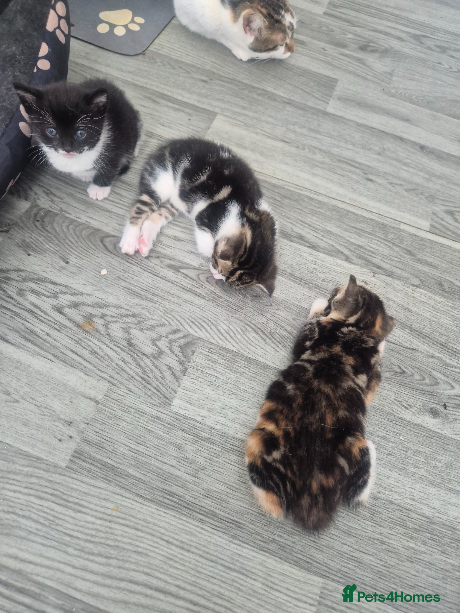 British Shorthair cats for sale: Three adorable kittens  in London - Advert 12