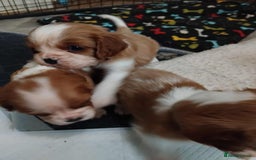 Cavalier King Charles Spaniel dogs for sale: King Charles cavalier puppies ready on 25th Sept! - Image 9