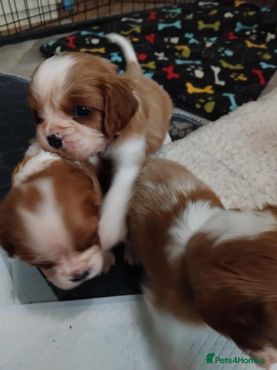 Cavalier King Charles Spaniel dogs for sale: King Charles cavalier puppies ready on 25th Sept! - Image 9